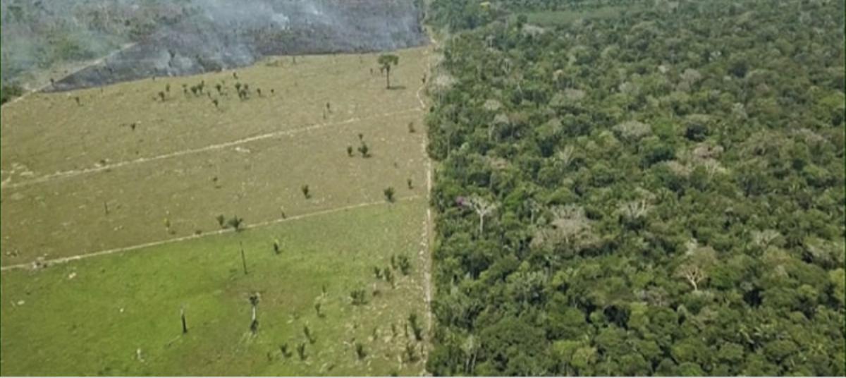 De oorzaken en gevolgen van het verminderen van het Amazone gebied